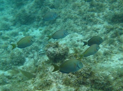Acanthurus tractus