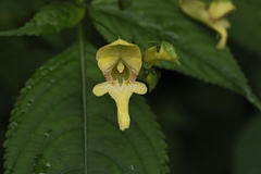 Impatiens edgeworthii