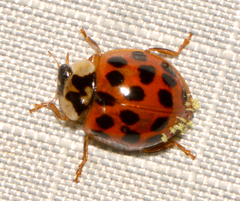 Hesperomyces harmoniae