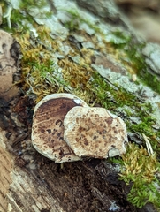 Camarops petersii