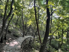 Fraxinus chinensis