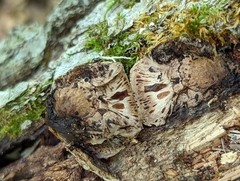 Camarops petersii