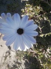 Dimorphotheca nudicaulis
