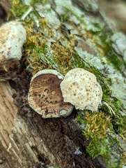 Camarops petersii