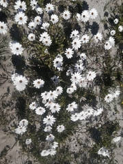 Dimorphotheca nudicaulis