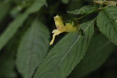 Impatiens edgeworthii