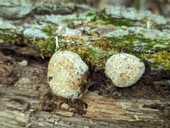Camarops petersii
