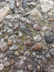 Candelariella aurella