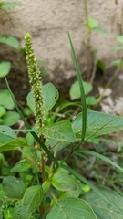 Amaranthus viridis