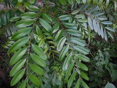 Simarouba amara