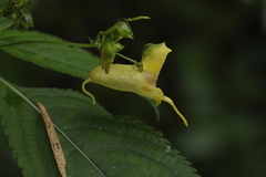 Impatiens edgeworthii