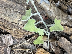 Calystegia malacophylla