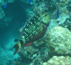 Sparisoma viride