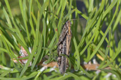 Epacromius pulverulentus