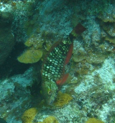Sparisoma viride
