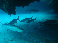 Megalops atlanticus
