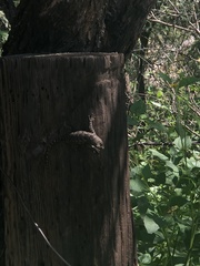 Sceloporus clarkii
