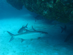Megalops atlanticus