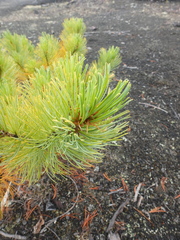 Pinus pumila
