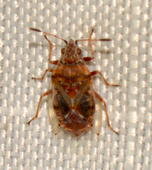 Kleidocerys resedae