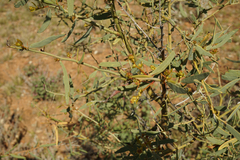 Acacia victoriae