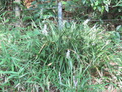Ophiopogon jaburan