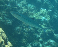 Scomberomorus regalis