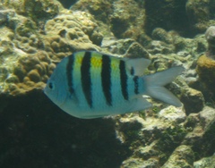 Abudefduf saxatilis