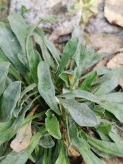 Erysiphe cruciferarum