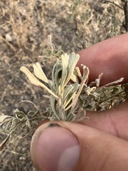 Artemisia tridentata