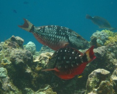 Sparisoma viride