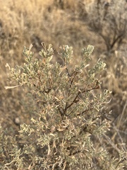 Artemisia tridentata
