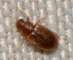 Latridiidae