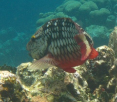 Sparisoma viride