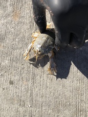 Blepharipoda occidentalis