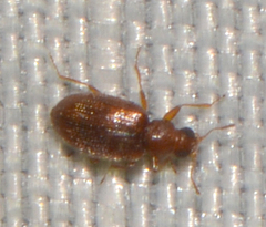 Latridiidae