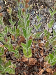 Veronica wormskjoldii