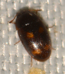 Litargus tetraspilotus