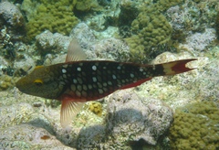Sparisoma viride