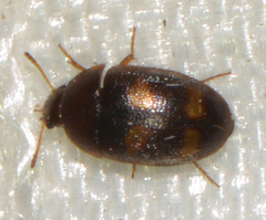 Litargus tetraspilotus