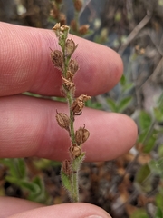 Veronica wormskjoldii