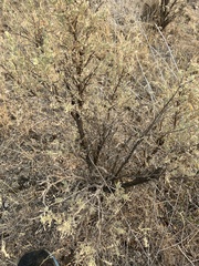 Artemisia tridentata