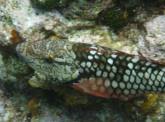 Sparisoma viride