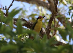 Sphecotheres vieilloti