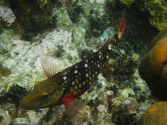 Sparisoma viride