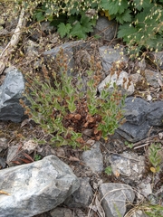 Veronica wormskjoldii