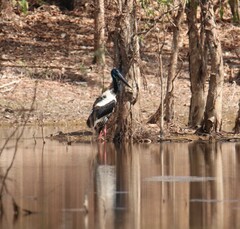 Ephippiorhynchus asiaticus