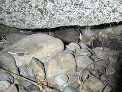 Peromyscus sonoriensis