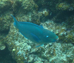 Scarus vetula