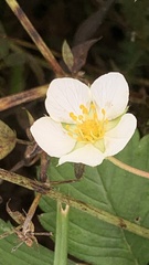 Fragaria viridis